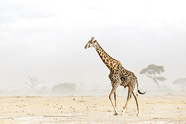 Giraffe (Giraffa camelopardalis) in dust storm, Amboseli national park, Kenya