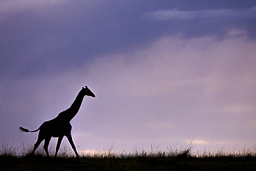 Giraffe (Giraffa camelopardalis), Masai Mara, Kenya