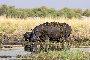 Hippo (Hippopotamus amphibius) with calf, Chobe national park, Botswana