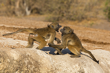 Chacma baboons (Papio ursinus) playfighting, Chobe National Park, Botswana, Africa