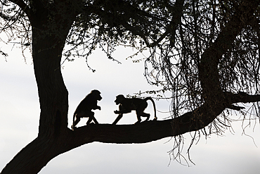 Olive baboons (Papio anubis), Shompole, Kenya