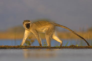 Vervet monkey (Chlorocebus pygerythrus), Zimanga nature reserve, KwaZulu-Natal, South Africa