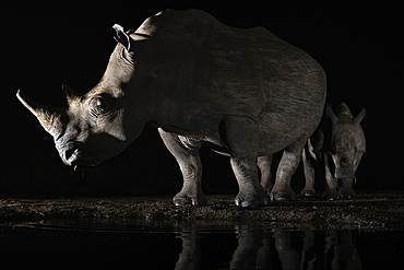 White rhino (Ceratotherium simum) and calf at night, Zimanga private game reserve, KwaZulu-Natal, South Africa