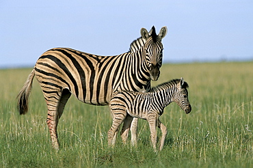 Burchell's (Plains) zebra with newborn foal (Equus burchelli), Etosha National Park, Namibia, Africa