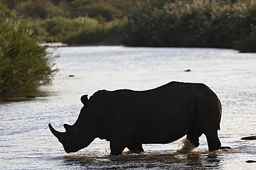 White rhino (Ceratotherium simum), Zimanga private game reserve, KwaZulu-Natal, South Africa