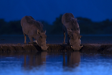 Warthogs (Phacochoerus africanus) drinking, Shompole, Kenya