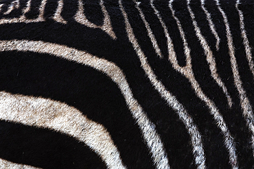 Detail of Cape mountain zebra (Equus zebra) stripes, Mountain Zebra National Park, Eastern Cape, South Africa, Africa