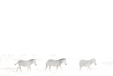 Plains zebra (Equus quagga) in dust storm, Amboseli national park, Kenya