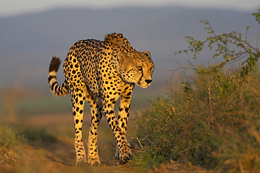 Cheetah (Acinonyx jubatus), Zimanga private game reserve, KwaZulu-Natal, South Africa