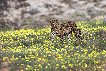 Cheetah (Acinonyx jubatus) among Devil's thorn flowers, Kgalagadi Transfrontier Park, Northern Cape, South Africa