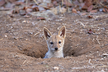 Black-backed jackal (Lupulella mesomelas) pup, Mashatu game reserve, Botswana