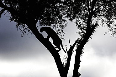 Silhouette of Leopard (Panthera pardus) in a tree, Masai Mara, Kenya, East Africa, Africa