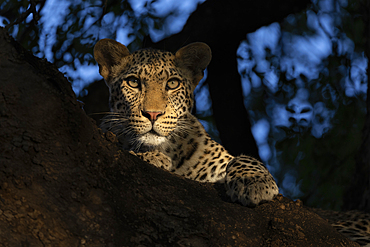 Leopard (Panthera pardus) young male, Mashatu game reserve, Botswana, Africa, Africa