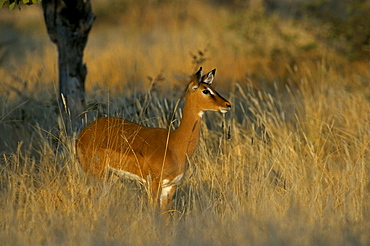 Impala (Aepyceros melampus) ewe, Itala Game Reserve, South Africa, Africa