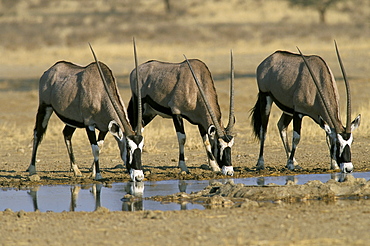 Gemsbok (oryx) (Oryx gazella) drinking at waterhole, Kalahari Gemsbok Park, South Africa, Africa