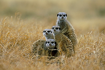 Meerkats (suricates) (Suricata suricatta), Greater Addo National Park, South Africa, Africa