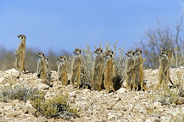 Meerkats (suricates) (Suricata suricatta), Kalahari Gemsbok Park, South Africa, Africa