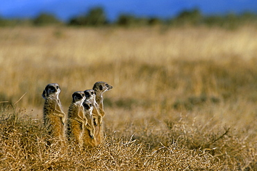 Meerkats (suricates) (Suricata suricatta), Addo National Park, South Africa, Africa