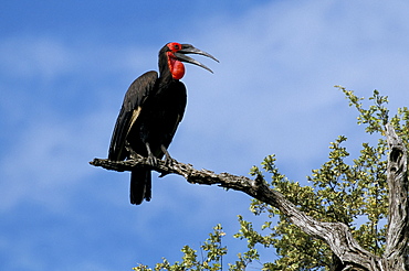 Ground hornbill (Bucorvus leadbeateri), Kruger National Park, South Africa, Africa