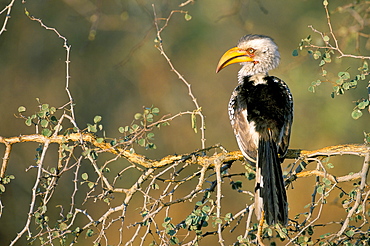 Southern yellowbilled hornbill (Tockus leucomelas), Kruger National Park, South Africa