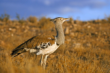 Kori bustard (Ardeotis kori), Kgalagadi Transfrontier Park, South Africa, Africa