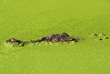 Saltwater crocodile (Crocodylus porosus), Rainforest Habitat sanctuary, Queensland, Australia, Pacific