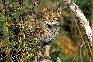 Captive wild cat (felis sylvestris), United Kingdom, Europe