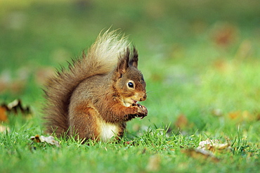 Red squirrel (Sciurus vulgaris), Lowther, near Penrith, Cumbria, England, United Kingdom, Europe