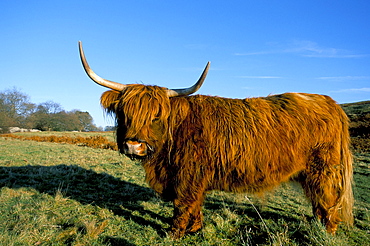 Highland cattle conservation grazing on Arnside Knott, Cumbria, United Kingdom, Europe