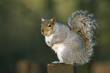 Grey squirrel (Sciurus carolinensis), Leighton Moss, RSPB Reserve, Silverdale, Lancashire, England, United Kingdom, Europe