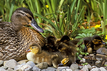 Mallard (Anas platyrhyncos) with ducklings, United Kingdom, Europe