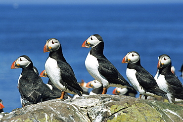 Puffins (Fratercula arctica), Farne Islands, off Northumbria, England, United Kingdom, Europe