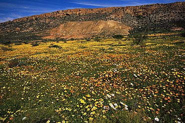 Spring wildflowers, Western Cape, South Africa, Africa