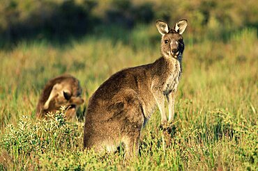 Eastern grey kangaroos, Macropus giganteus, Wilson's Promontory National Park, Victoria, Australia, Pacific