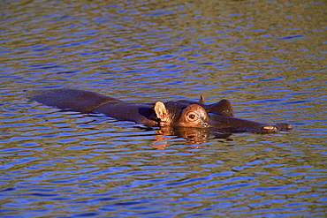 Common hippopotamus (Hippopotamus amphibius), Kruger National Park, South Africa, Africa