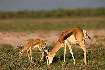 Springbokwith lamb (Antidorcas marsupialis), Etosha National Park, Namibia, Africa