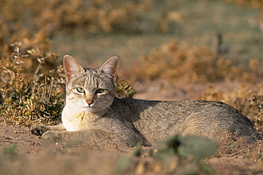 African wildcat (Felis lybica) Kgalagadi Transfrontier Park, South Africa, Africa