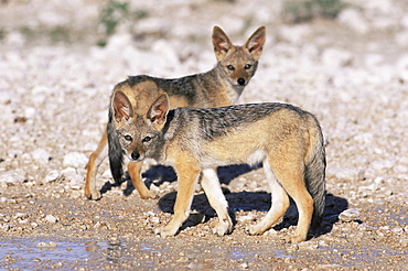 Young blackbacked jackals (Canis mesomelas), Etosha National Park, Namibia, Africa