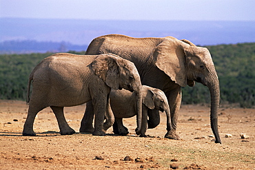 African elephants (Loxodonta africana), Addo Elephant National Park, South Africa, Africa