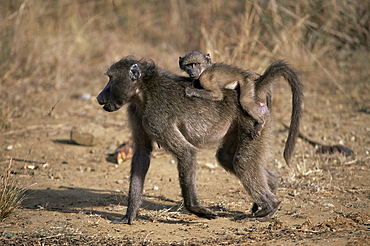 Chacma baboon (Papio cynocephalus) carrying young, Hluhluwe and Umfolozi Game Reserves, South Africa, Africa