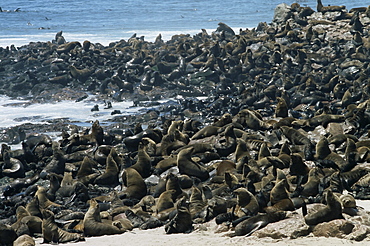 Breeding colony of Cape fur seals (Arctocephalus pusillus), Cape Cross, Skeleton Coast, Namibia, Africa