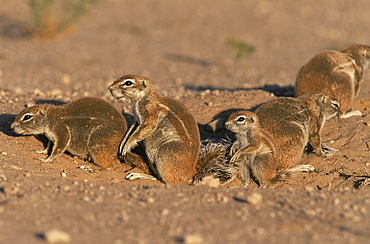 Ground squirrel family at burrow (Xerus inauris), Kgalagadi Transfrontier Park, South Africa, Africa