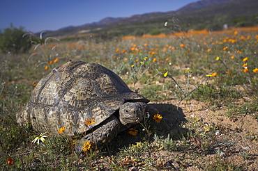 Leopard (mountain) tortoise, Geochelone pardalis, in Namaqua National Park, Northern Cape, South Africa, Africa