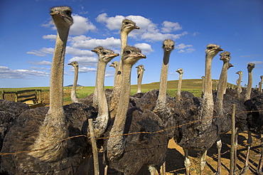 Ostriches, Struthio camelus, on ostrich farm, Western Cape, South Africa, Africa