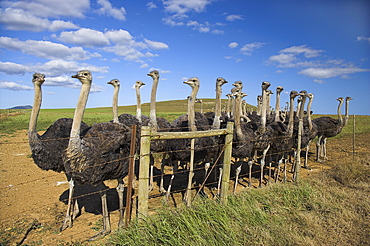 Ostriches, Struthio camelus, on ostrich farm, Western Cape, South Africa, Africa