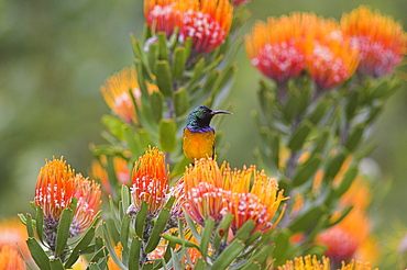 Orange-breasted sunbird, Anthobaphes violacea, Kirstenbosch Botanical Garden, Cape Town, South Africa