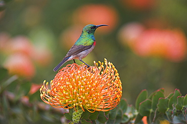 Southern (lesser) doublecollared sunbird, Cinnyris chalybeus, perched on pincushion protea, Leucospermum erubescens, Kirstenbosch Botanical Garden, Cape Town, South Africa, Africa