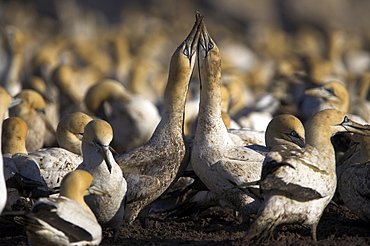 Cape gannets, Morus capensis, courtship display in gannet colony at Bird Island, Lambert's Bay, Western Cape, South Africa, Africa