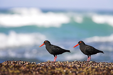 African black oystercatchers, Haematopus moquini, De Hoop nature reserve, Western Cape, South Africa, Africa