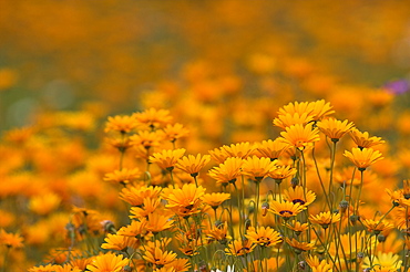 Namaqualand daisies in spring annual flower display, Kirstenbosch botanic garden, Cape Town, South Africa, Africa